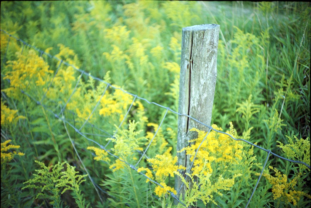 Ragweed in Fence