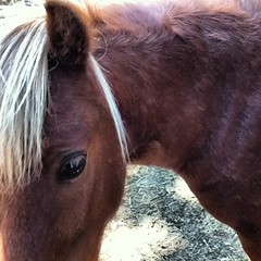 Miniature pony. Reminds me of Eyore, but prettier.