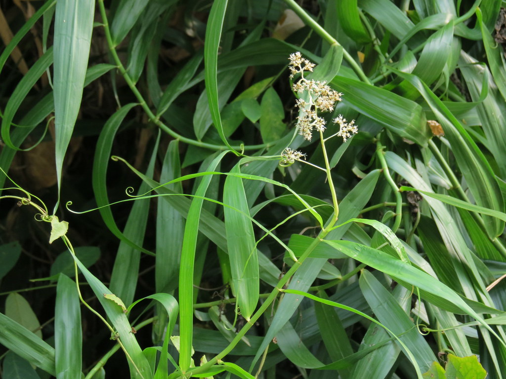 Kết quả hình ảnh cho Flagellaria indica