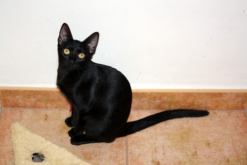 xFricka, gatita negra preciosa y dulce esterilizada, nacida en Mayo´16, en adopción. Valencia. ADOPTADA. 29397329921_a57ab7d66c