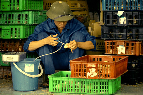 Vaccinating chicks in Vietnam