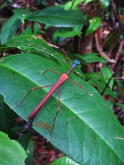 Stick insect (Marmessoidea vinosa?)