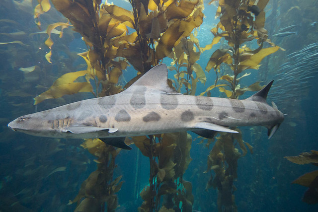 photo of leopard shark