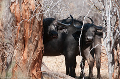 Buffalo - Ruaha - Tanzania