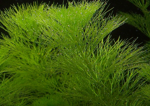 Лимнофила водная (Limnophila aquatica), фото фотография аквариумные водные растения. Автор  AUvet14