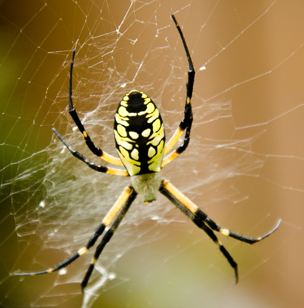 Big Spider Back Argiope Aurantia Big Yellow And Black Sp Flickr   7955387194 20a2c6fb90 B 