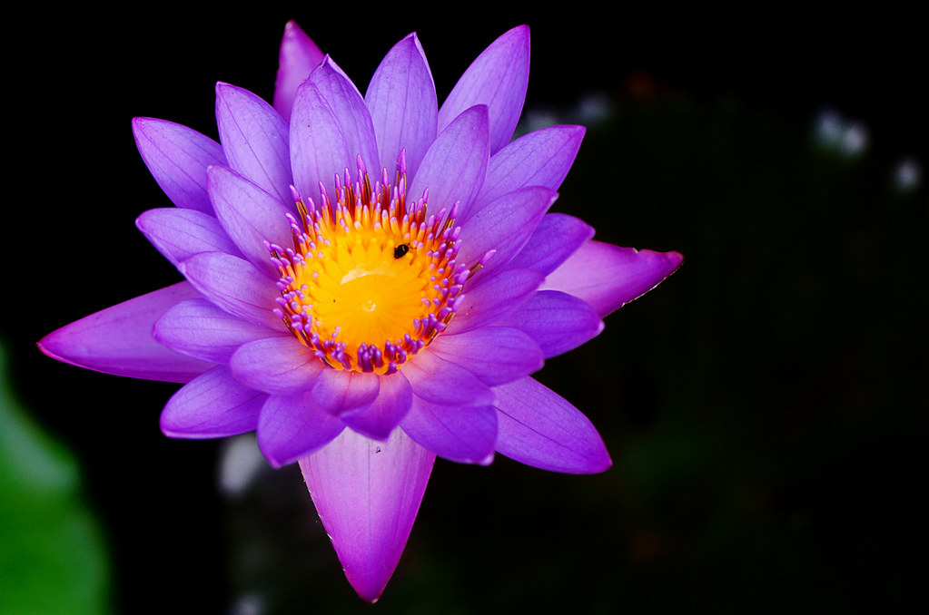 Bunga Teratai  Endy  Flickr