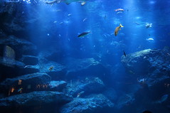 Big fish tank in Sumida aquarium