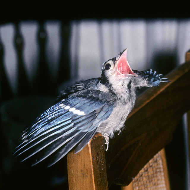 Blue Jay fledgling