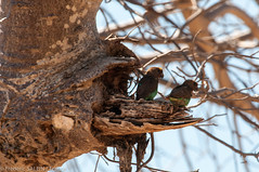 Brown header parrots - Ruaha - Tanzania
