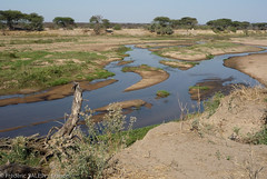 Great Ruaha River - Tanzania