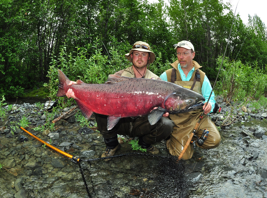 Pink salmon males develop a hump on their back during mating season