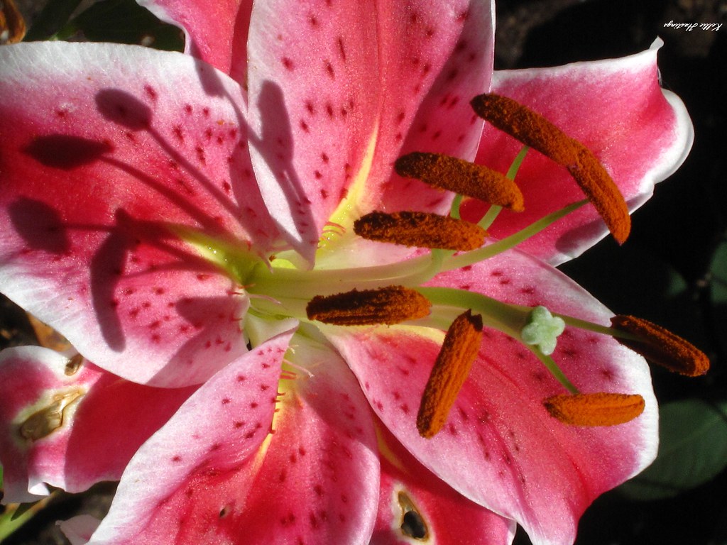 Large Macro Pink Spotted Lily-Kellie Hastings | Of the large… | Flickr