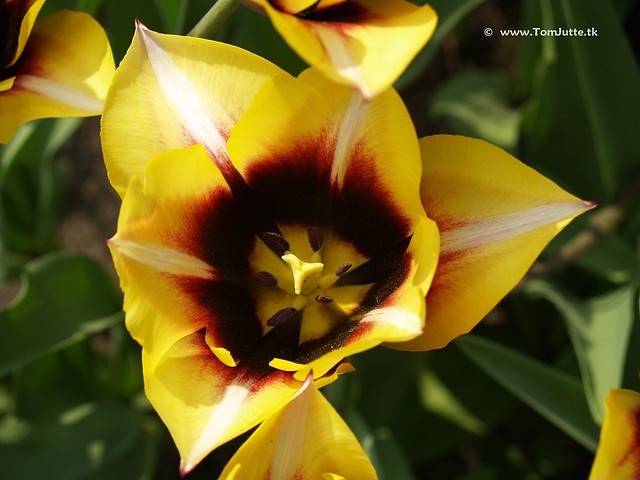 Dutch Tulips, Keukenhof Gardens, Holland - 0740