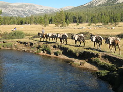 Tuolumne River and Mule train from high sierra camps - 8-27-2012 hs