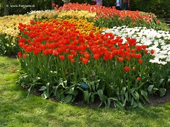 Dutch Tulips, Keukenhof Gardens, Holland - 0672