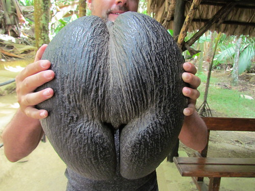 Nut of the Coco de Mer - Vallée de Mai, Praslin