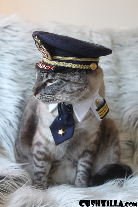 Cat In Uniform 105