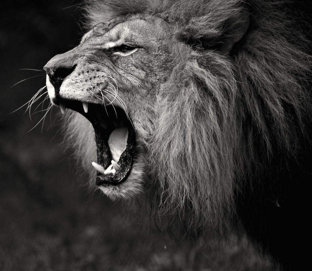 Lion's roar | westcountryimages | Flickr