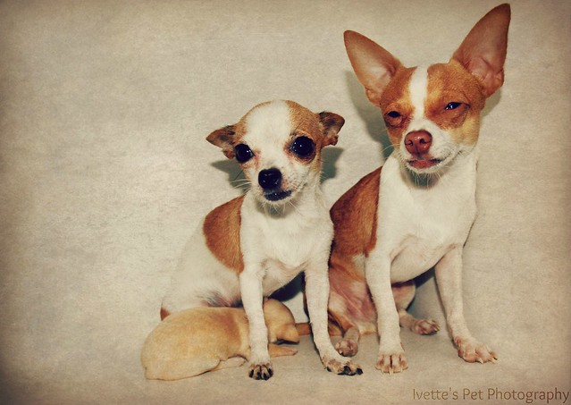 Family of Chihuahuas