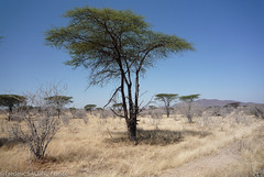 Ruaha - Tanzania
