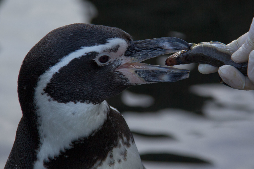 i-love-fish-penguin-eating-a-fish-at-the-calgary-zoo-begineerphotos