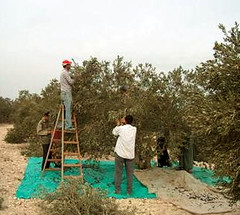 al-Ma'sara village : olive harvest campaign start on Oct. 15, 2012
