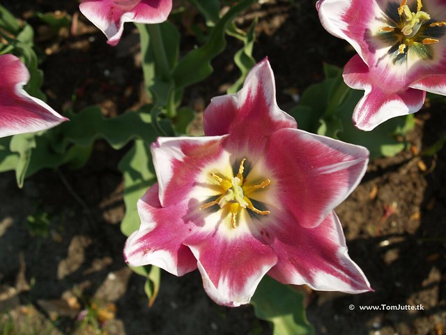 Dutch Tulips, Keukenhof Gardens, Netherlands - 0630