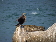 A cormorant in Cap Aurora (AP4M3115)