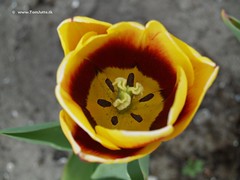 Dutch Tulips, Keukenhof Gardends, Holland - 0649