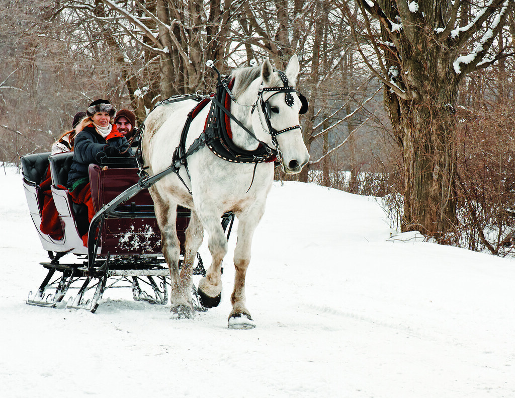 One Horse Open Sleigh 3104-11 | A group of folks enjoying th… | Flickr