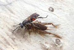Crabronid wasp with a cricket