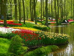 Dutch Tulips, Keukenhof Gardens, Holland - 0655 POTD