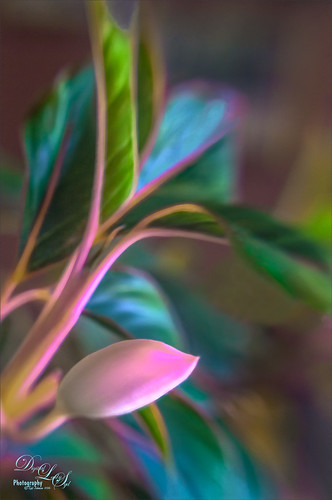 Macro Image of a Pink and Green Plant