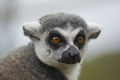 Lemur Eyes