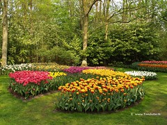 Dutch Tulips, Keukenhof Gardens, Holland - 0735