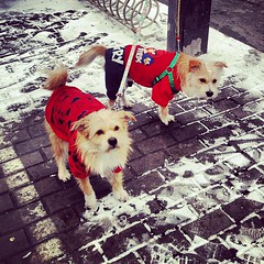 等 #china #beijing #winter #snow #ground #dog #pavement