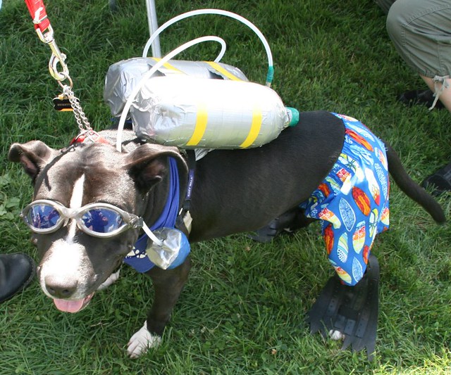 Scuba Diver Dog Costume - Flickr - Photo Sharing!