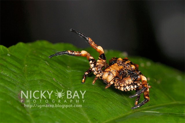Bird Dung Crab Spider (Phrynarachne sp.) - DSC_7732
