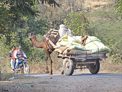 Sur les routes du Sheikawati (Inde)