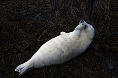 Grey Seal Pup at Carmel Head