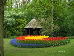 Dutch Tulips, Keukenhof Gardens, Holland - 0785