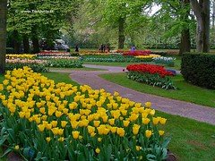 Dutch Tulips,  Keukenhof Gardens, Holland - 0765