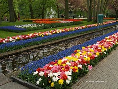 Dutch Tulips, Keukenhof Gardens, Holland - 0774