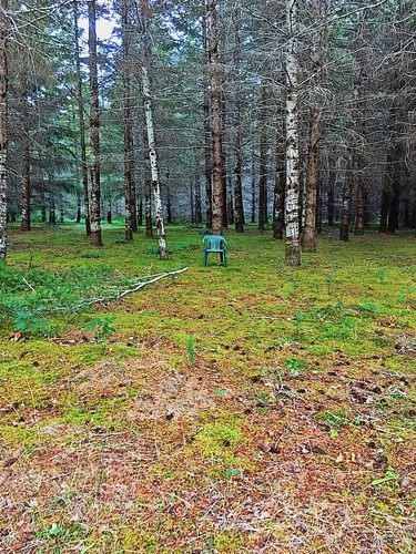 Chair in the woods