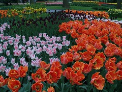 Dutch Tulips, Keukenhof Gardens, Holland - 0789