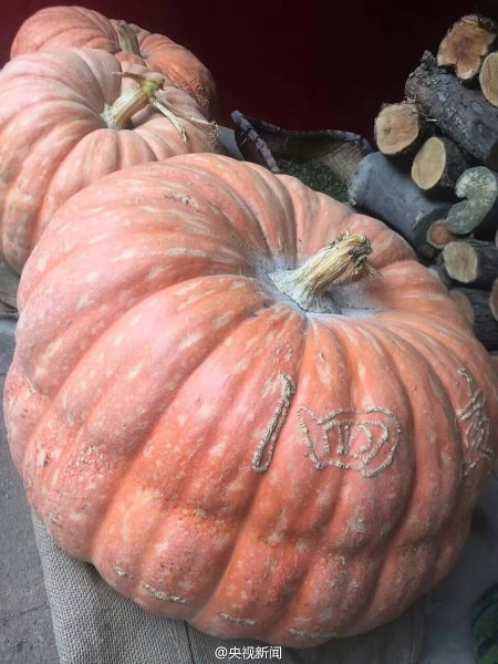 Shanxi farmers grow a giant pumpkin weighing 119 pounds