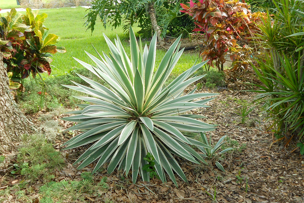 Image result for plants