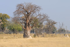 Baobab tree near Camp Okavango in Botswana-01 9-9-10