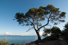 Îles de Lérins, Sainte-Marguerite, albero fiero
